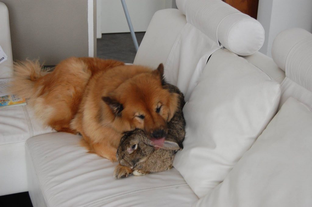 what dogs can live with rabbits