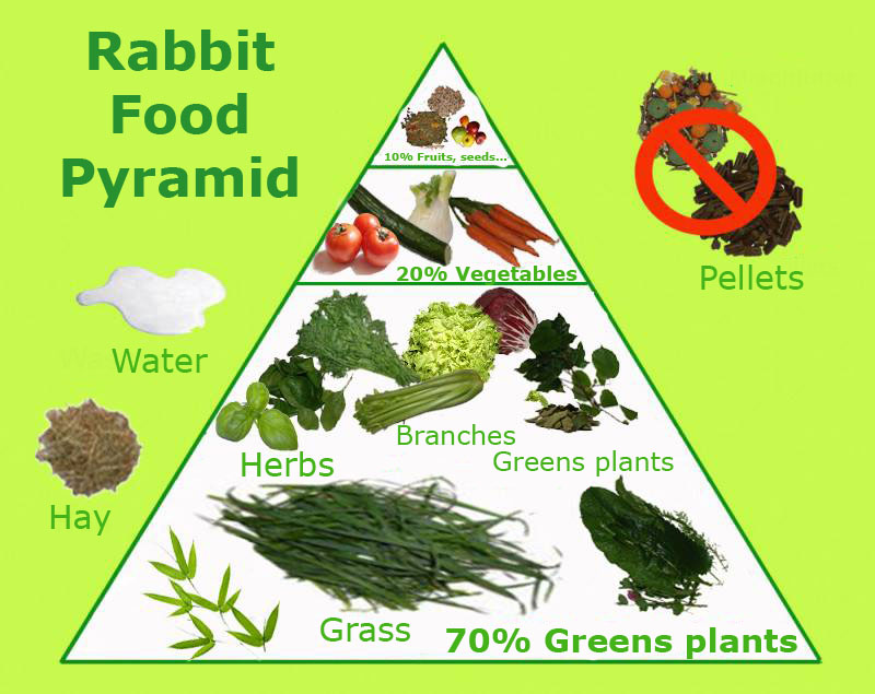 Best rabbit food vegetables hotsell