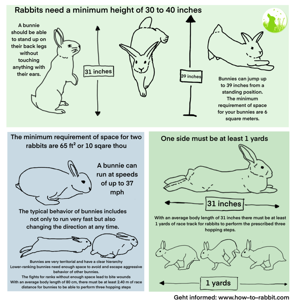 How Do Rabbits Exercise?, Rabbit Hutches, Rabbits, Guide