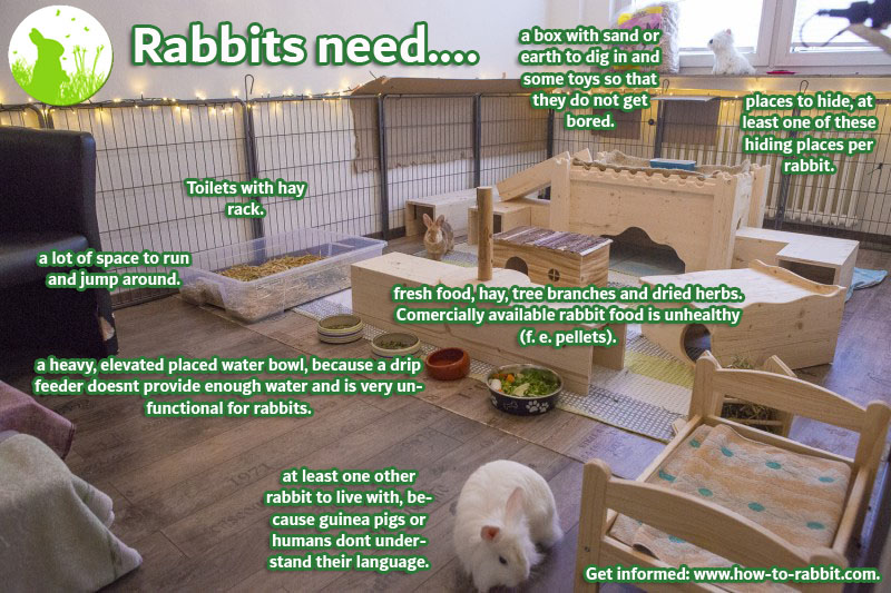 Indoor rabbit clearance area