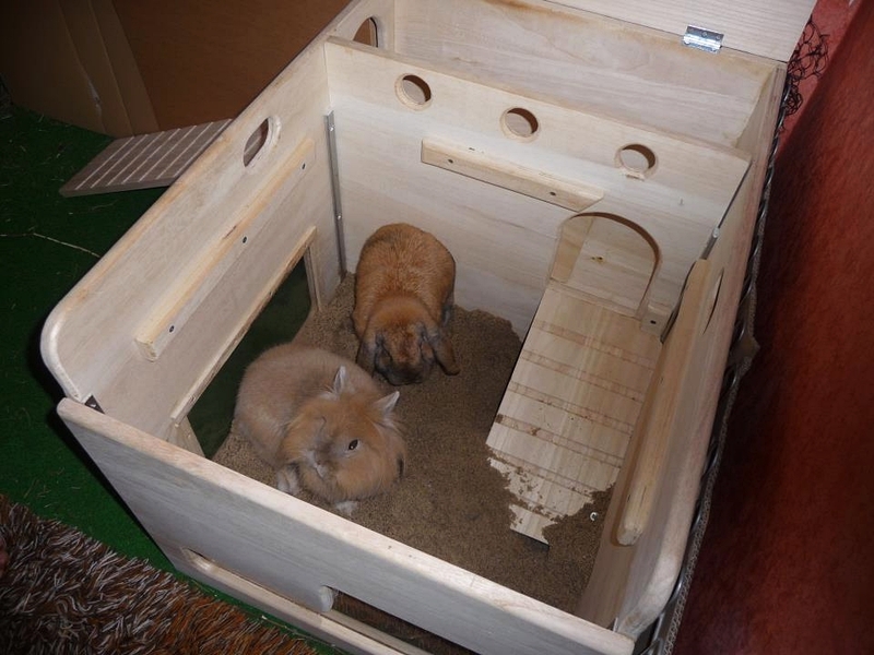 Bunny digging clearance in litter box