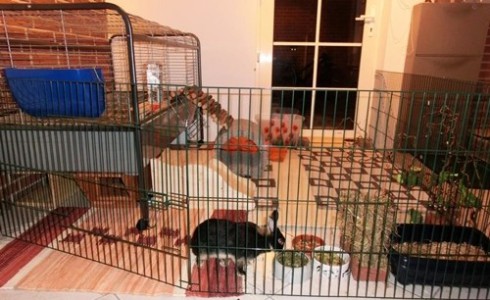 Rabbit gnawing on cage hotsell