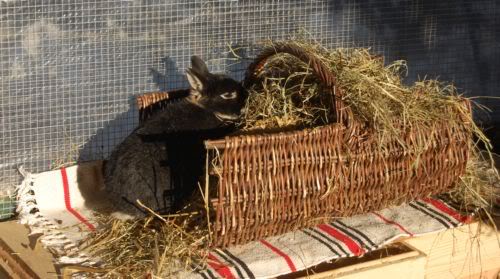 Cute black rabbit resting in a woven wicker hay feeder inside a rabbit hutch.