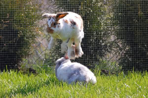 Juvenile rabbit jumping over a resting rabbit in an outdoor enclosure.