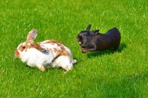 Colorful rabbits playing on green grass, showcasing adorable pet rabbit variety.