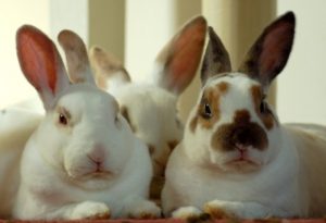 Playful rabbit group sitting together in cozy home environment.