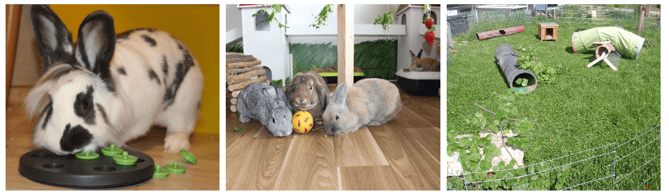 Rabbit playing with an interactive food puzzle, ideal for rabbit enrichment and mental stimulation.