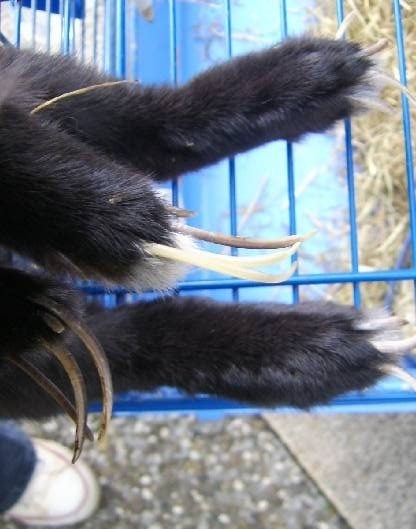 Black rabbit paws with claws resting on cage bars for pet rabbit care and handling.