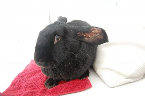 Black rabbit resting on a red towel, showcasing proper rabbit comfort and care.