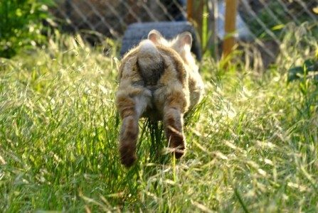 Little baby rabbit hopping in grass in outdoor setting.