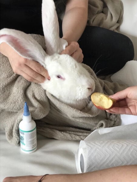 Gentle rabbit receiving eye care with person’s hands, soft blanket, and apple slice. Perfect for rabbit health tips.