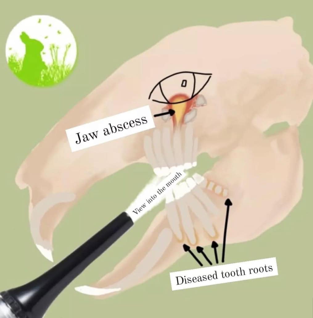 1. Illustration showing rabbit dental health with jaw abscess and diseased tooth roots.