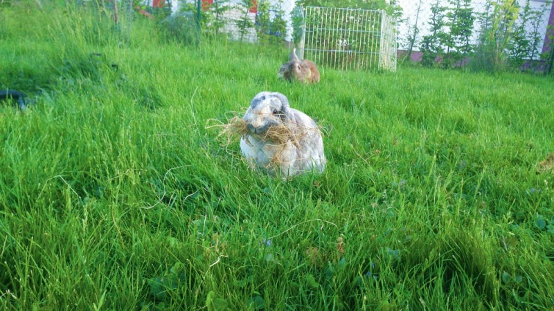 Bright outdoor rabbit habitat with green grass, two rabbits, one eating, and a fenced area for pet rabbits.