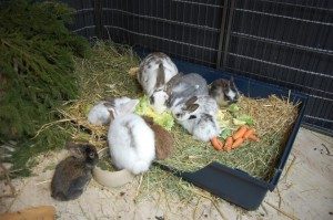 Various baby rabbits in a pen, adorable and cuddly, perfect for pet lovers and rabbit care enthusiasts.