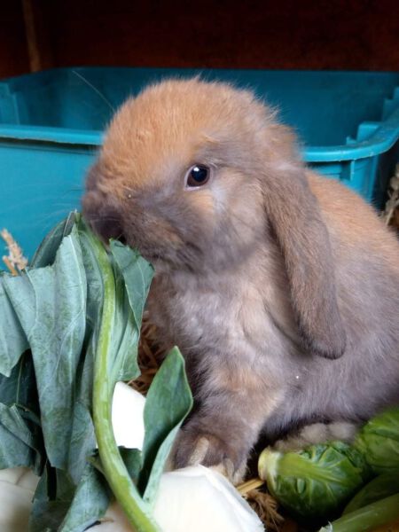 Cute brown rabbit eating fresh greens for a healthy diet.