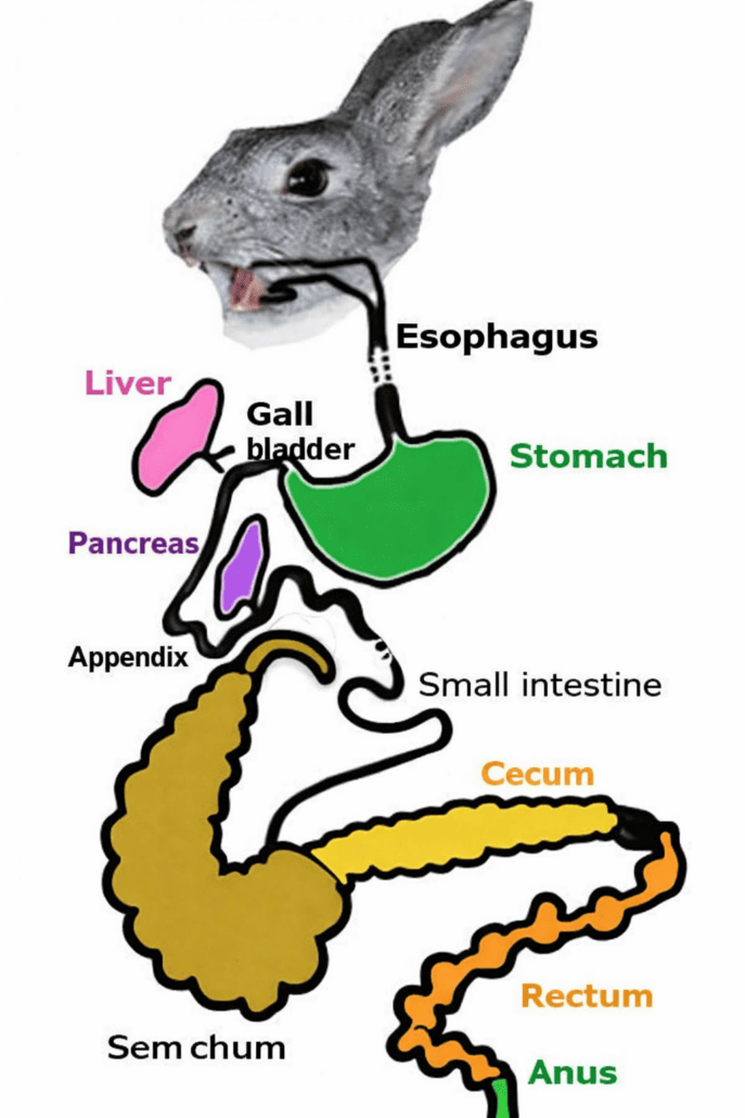 Rabbit digestive system anatomy diagram for understanding rabbit health and care.
