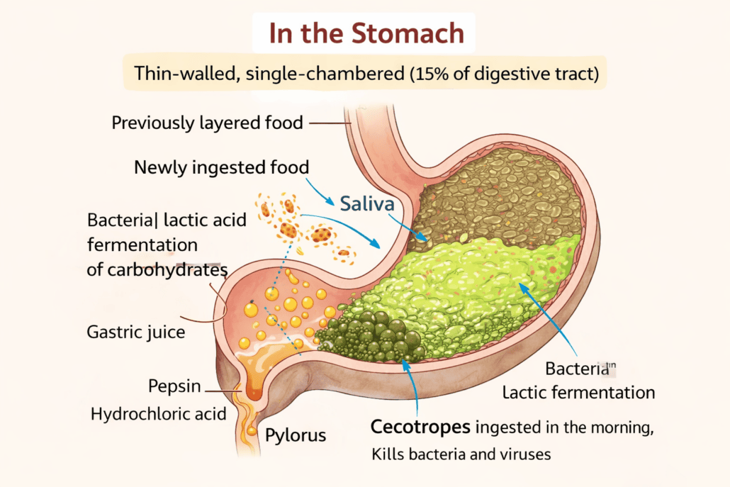 Bacterial fermentation in a rabbit's stomach, showing ingested food, saliva, and gut process.