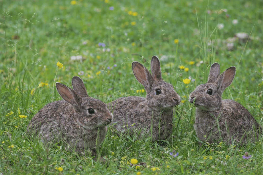 Cute wild rabbits grazing in a green meadow with colorful flowers.