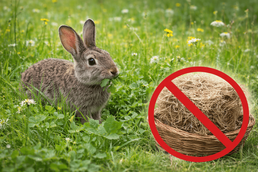 Fresh green grass and wildflowers with a rabbit eating, indicating suitable rabbit food options.