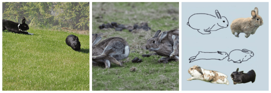 Understanding rabbit activity and signs of hormonal imbalance in rabbits.