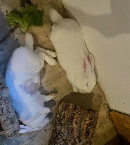 Rabbit resting on the floor near a log and some greenery, illustrating a healthy environment for rab.