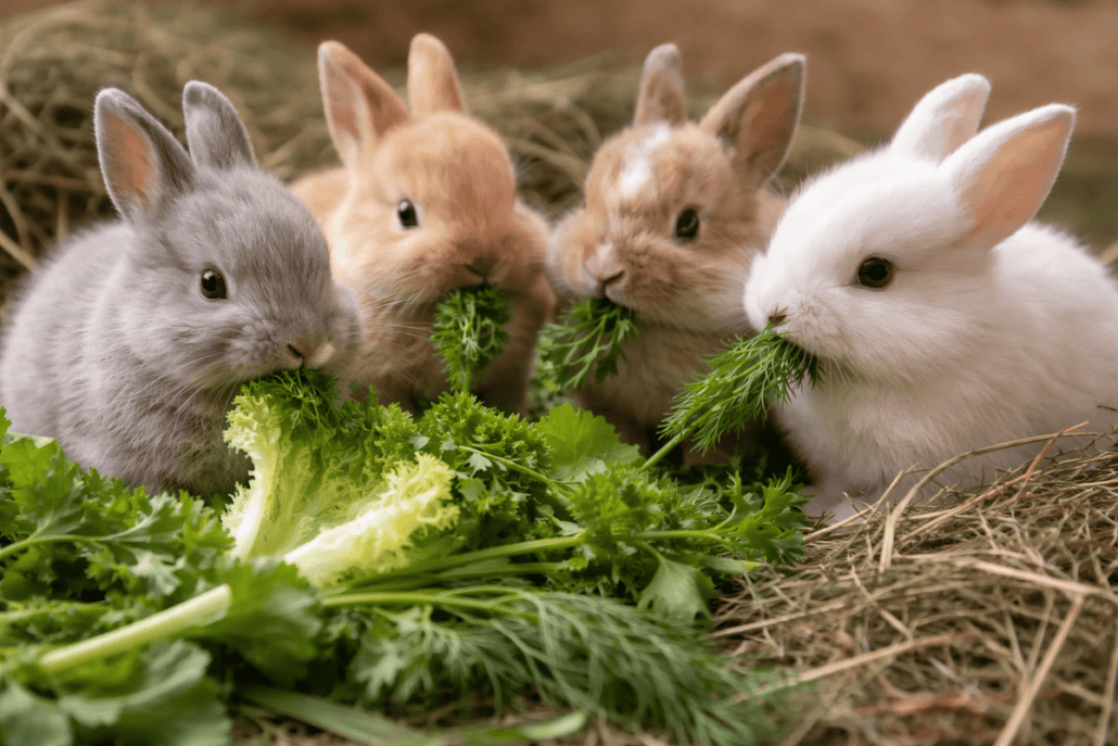 Young rabbits enjoying fresh leafy greens for optimal health and growth. Proper diet is essential fo.