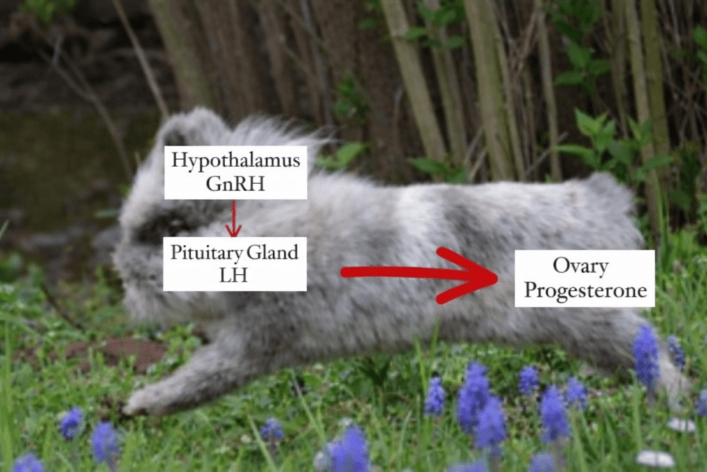 Diagram of rabbit reproductive organs highlighting hormonal disorders.
