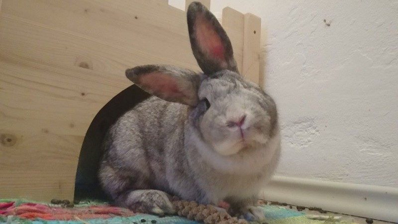 Rabbit with herpesvirus showing symptoms, lying on a colorful blanket.