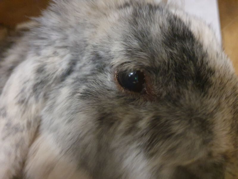 Close-up of a rabbit's eye showing signs of herpesvirus infection.