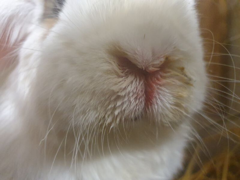 Close-up of a rabbit's face showing herpesvirus symptoms on the nose and mouth.