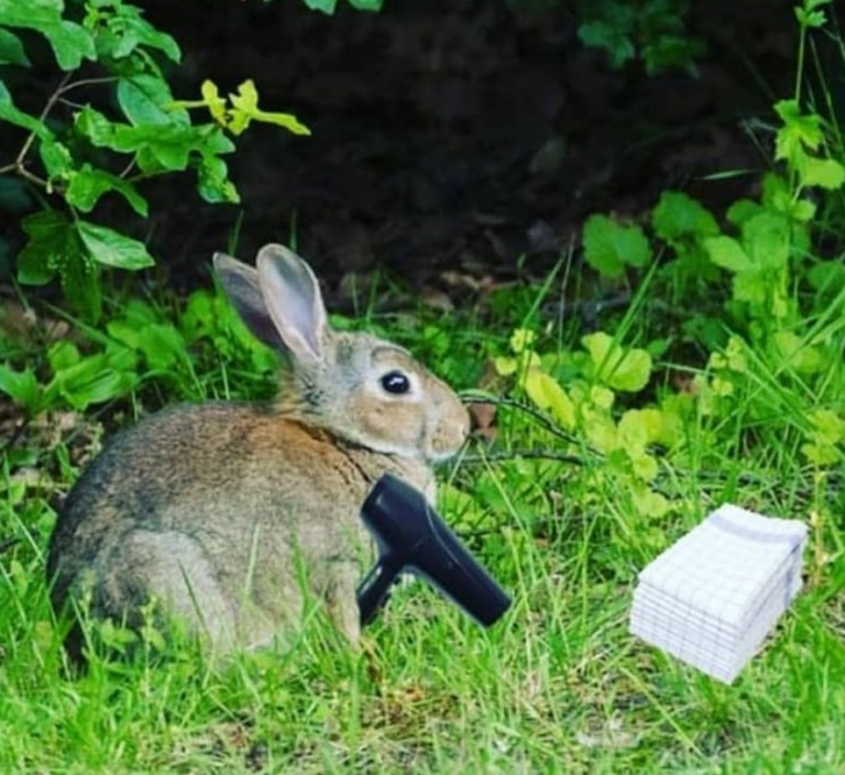 How to rabbit keep rabbits happy