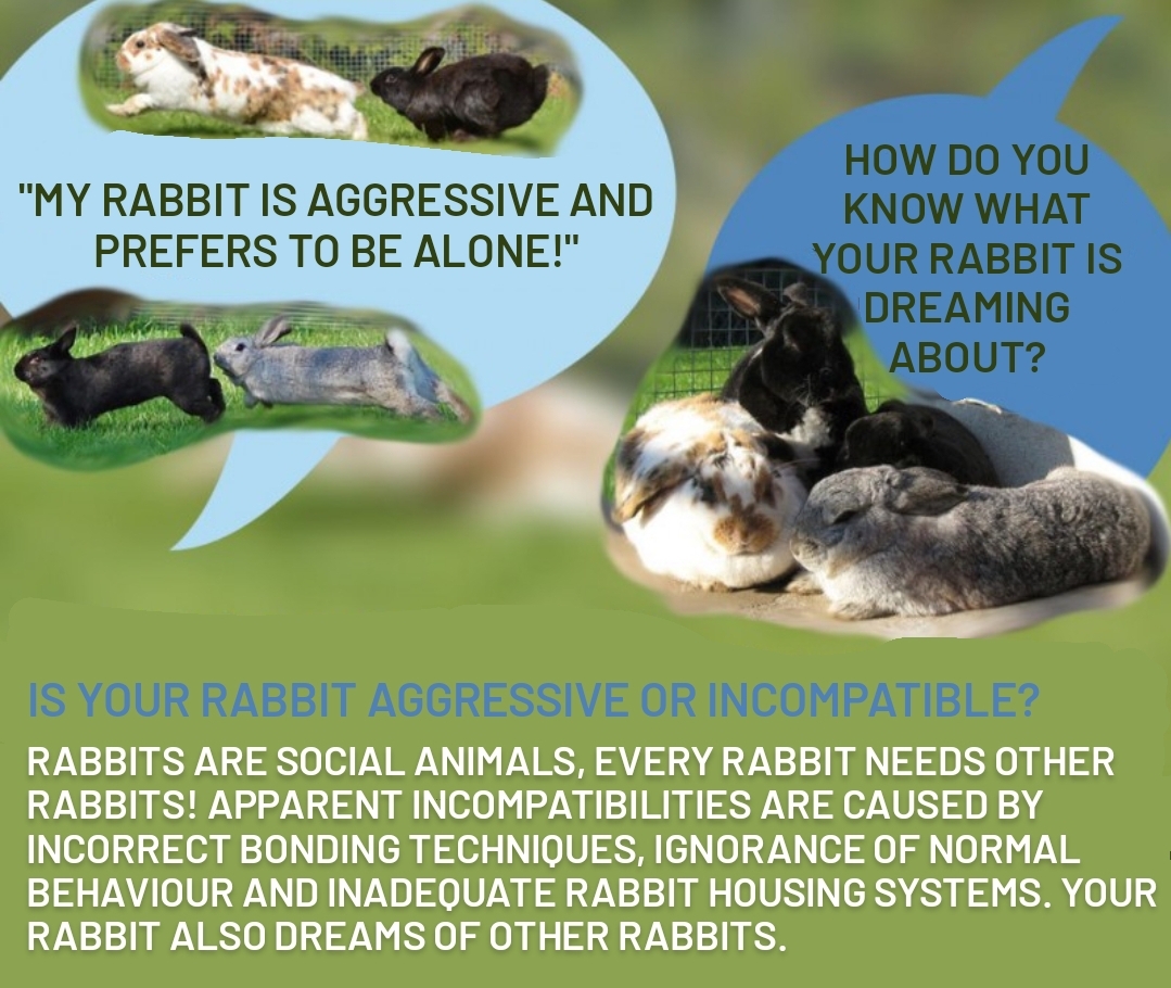 How to rabbit keep rabbits happy