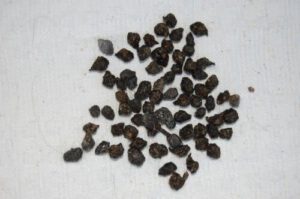 Your Rabbit’s Poop and Urine. What It Means – How to rabbit