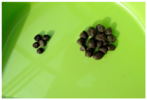 Your Rabbit’s Poop and Urine. What It Means – How to rabbit