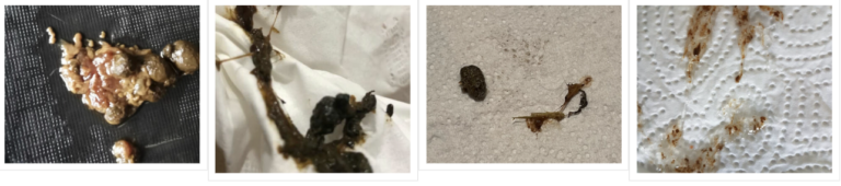 Your Rabbit’s Poop and Urine. What It Means – How to rabbit