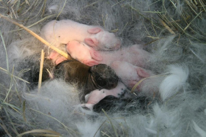 Offspring – How to rabbit
