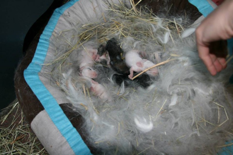 Offspring – How to rabbit
