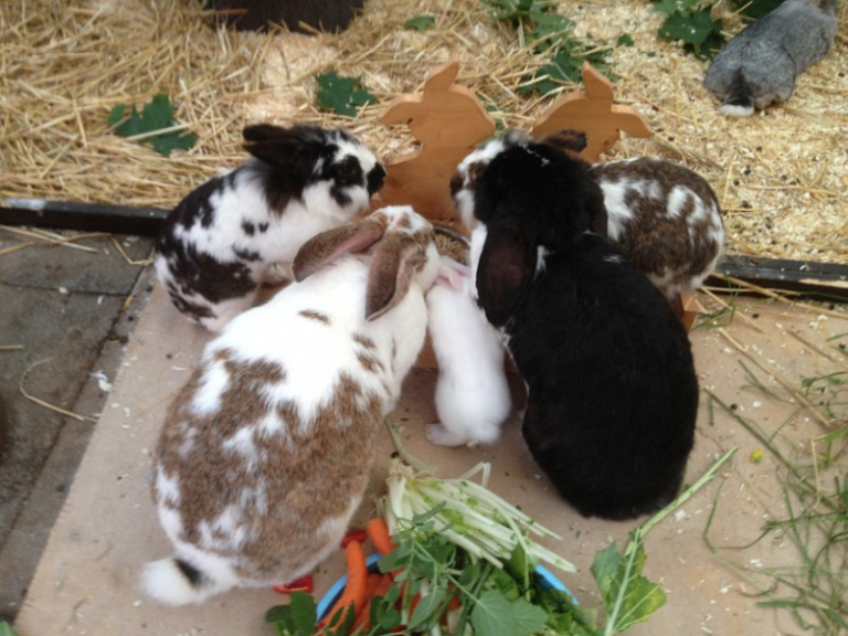 Offspring – How to rabbit