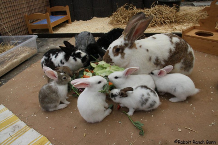 Offspring – How to rabbit
