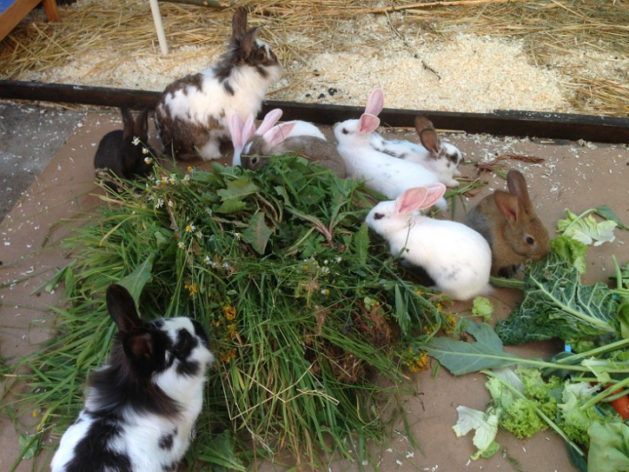 Offspring – How to rabbit