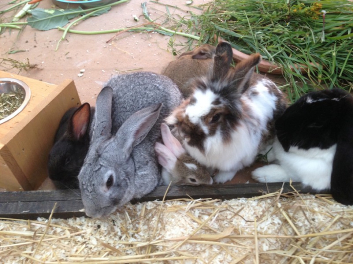 Offspring – How to rabbit