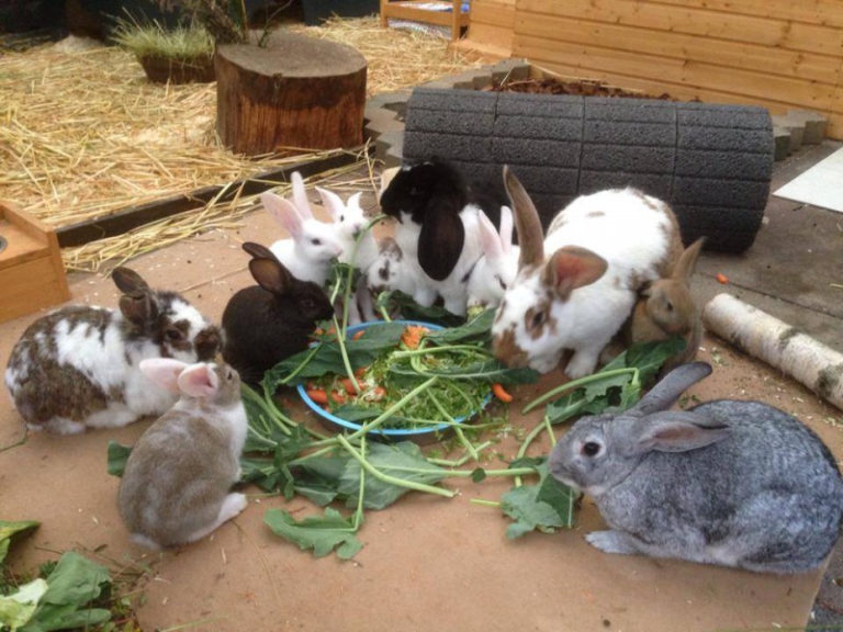 Offspring – How to rabbit