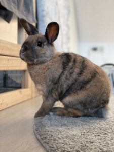 Rabbit Snuffles: Symptoms, Causes & Treatment of Respiratory Disease in ...