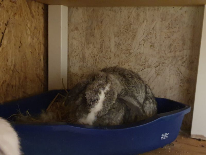 Jaw abscesses – How to rabbit