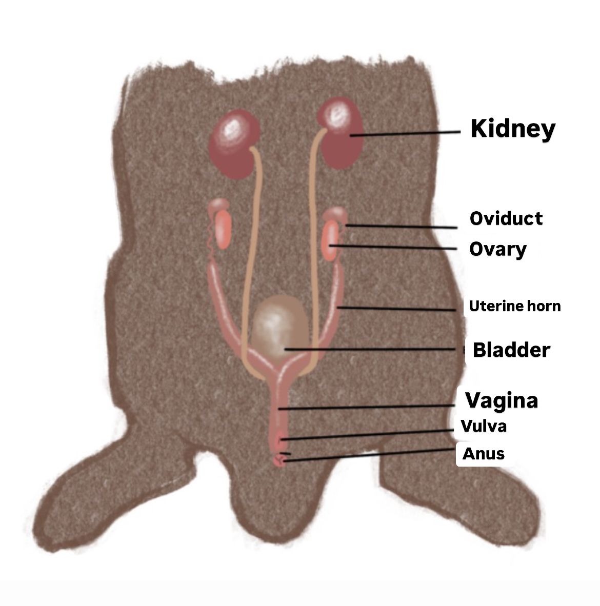 Renal insufficiency – How to rabbit