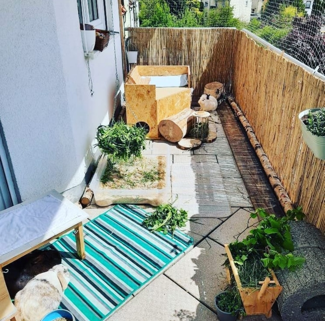 Keeping Rabbits on the Balcony – How to rabbit