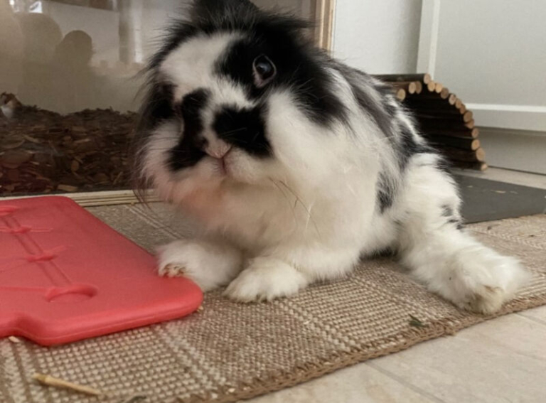 Joint diseases – How to rabbit