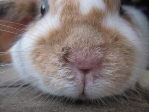 Rabbit Snuffles: Symptoms, Causes & Treatment of Respiratory Disease in ...