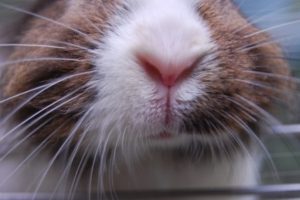 Rabbit Snuffles: Symptoms, Causes & Treatment of Respiratory Disease in ...