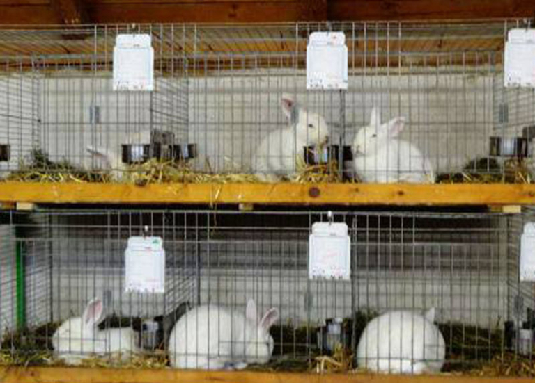 Rabbit Snuffles: Symptoms, Causes & Treatment of Respiratory Disease in ...